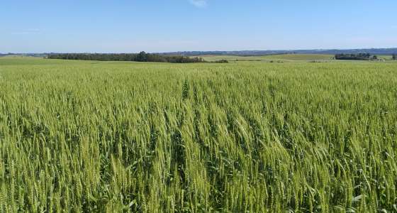 Avanseed: Dia de Campo da Van Ass Sementes reúne o melhor da biotecnologia de trigo