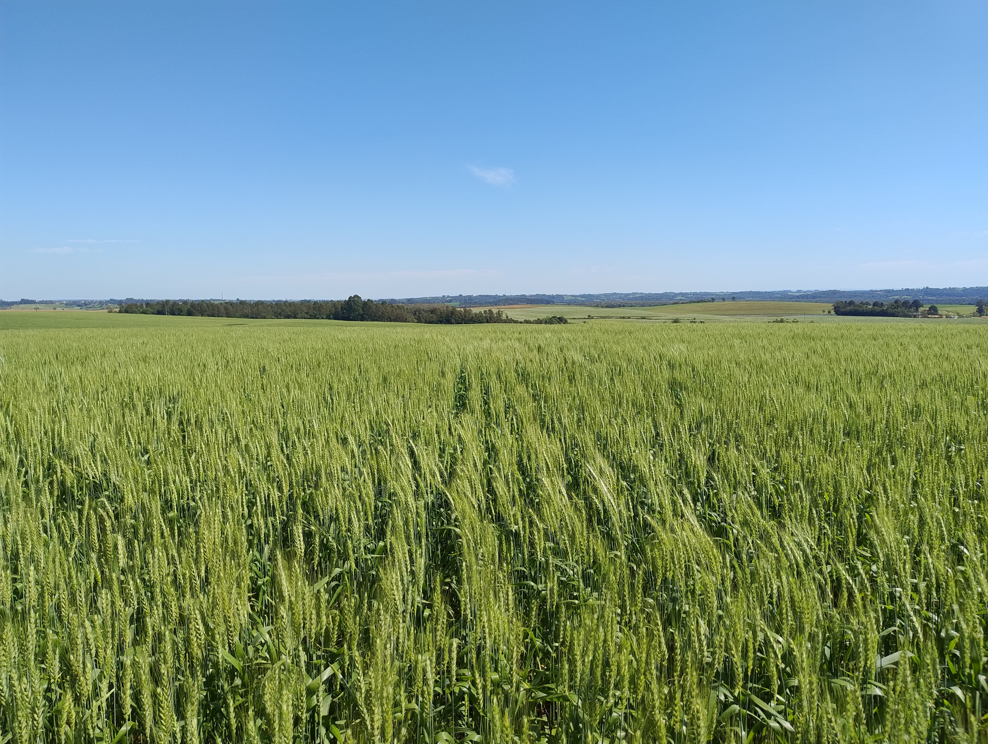 Avanseed: Dia de Campo da Van Ass Sementes reúne o melhor da biotecnologia de trigo